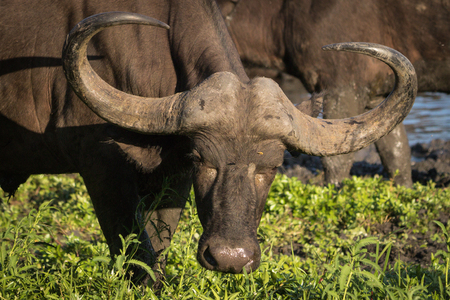 Close up portrait of big angry looking African Cape buffalo cow.の写真素材