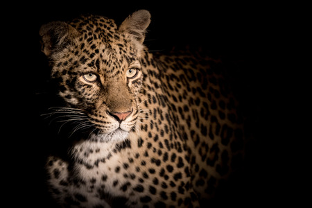 Close up portrait of adult female leopard in spotlight during night game drive.の写真素材