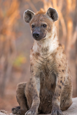 Spotted hyena sitting outside den on cold winters morning.の写真素材