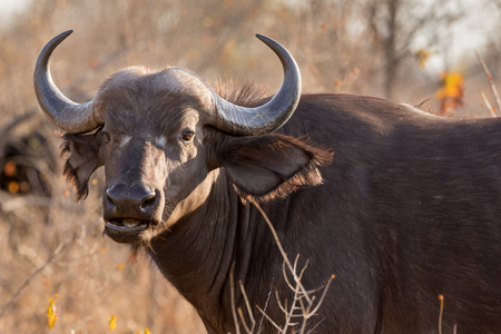 Portrait of young Cape buffalo cow chewing on grass.の写真素材