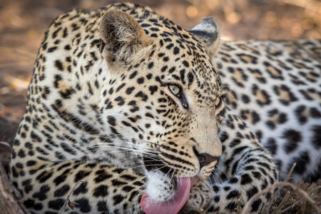 Stunning looking male leopard with open eyes grooming and cleaning himself after eating a meal.の写真素材