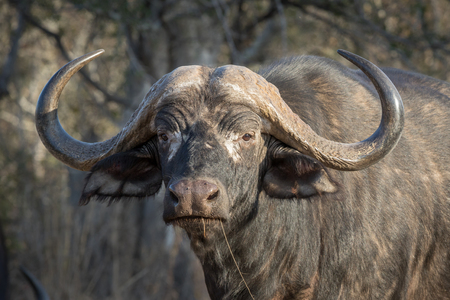 Trophy Cape buffalo bull with angry look staring straight at viewer.の写真素材