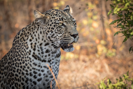 Beautiful male leopard scouting for potential prey on the African Savannah.の写真素材