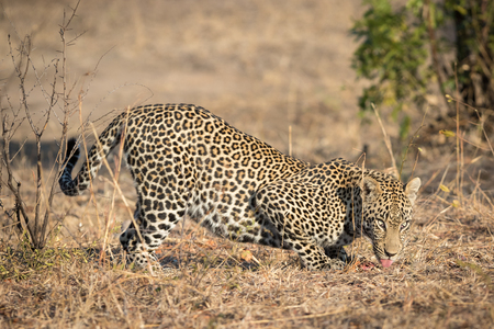 Big male leopard crouching down to eat a piece of meat.の写真素材