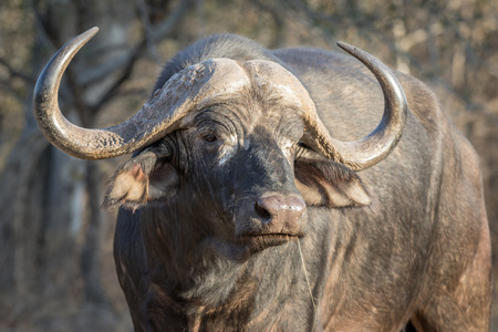 Grumpy and old trophy Cape buffalo bull staring away from viewer.の写真素材