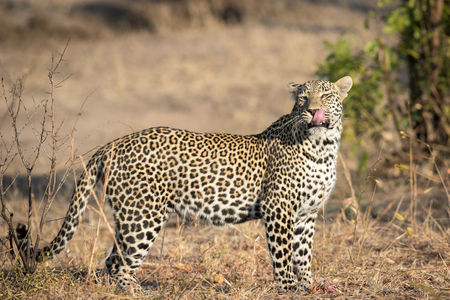 Big male leopard licking his lips after eating a piece of meat.の写真素材