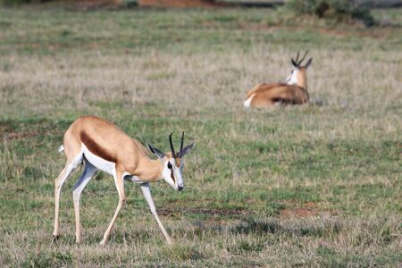 Two adult female springbok in lush green grassland.の写真素材