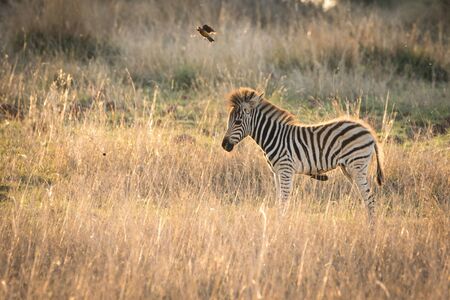 Lonely young zebra standing in grassland during sunset.の写真素材