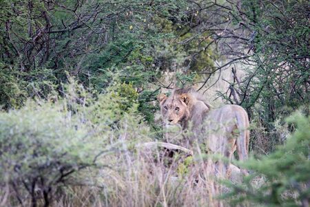 Young male lion staring at viewer while gaurding its kill.の写真素材