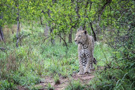 Handsome big male leopard as seen on safari.の写真素材