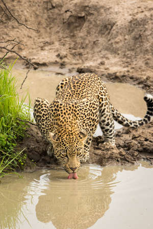 Young handsome looking male leopard quenching its thirst.の写真素材