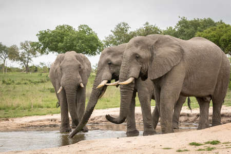 Three large elephants drinking and splashing at waterholeの写真素材