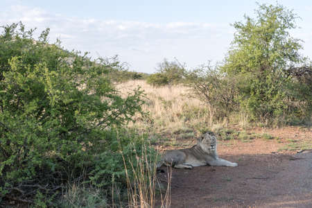 Lonely male Lion resting in shade during hot time of dayの写真素材