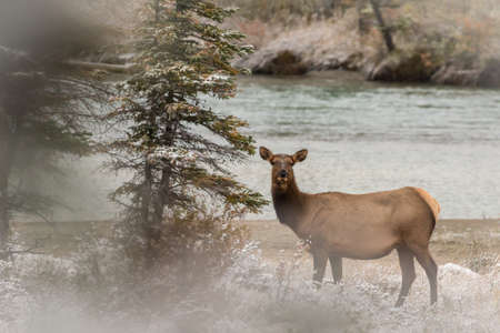 Lonesome Female elk standing close to riverの写真素材