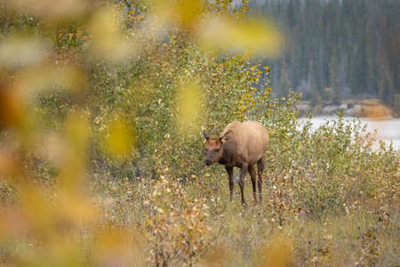Female elk surrounded by beautiful fall colours.の写真素材