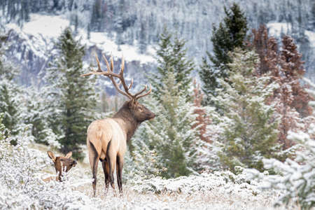Breeding bull elk watching over his cow harem.の写真素材