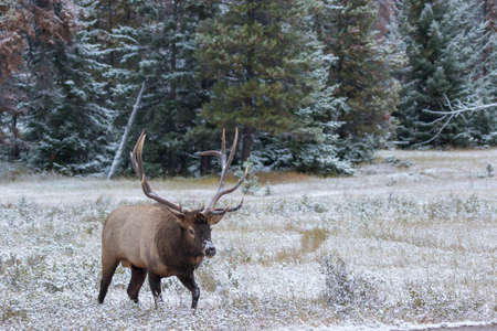Magnificent bull elk walking in snow covered meadowの写真素材