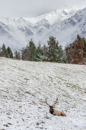 Huge Bull elk resting in snow covered meadow.の写真素材