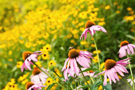 Bee in a Field of Flowersの写真素材