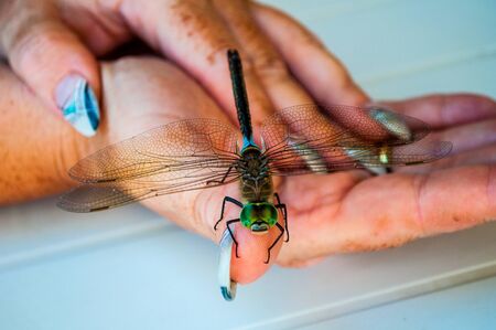 dragonfly on a hand close upの写真素材