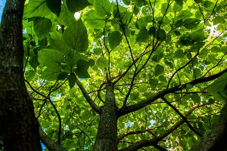 ginko tree with green leavesの写真素材