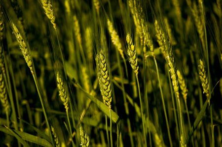 wheat field greenの写真素材