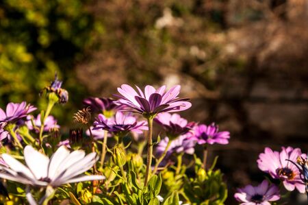 purpel flowersの写真素材