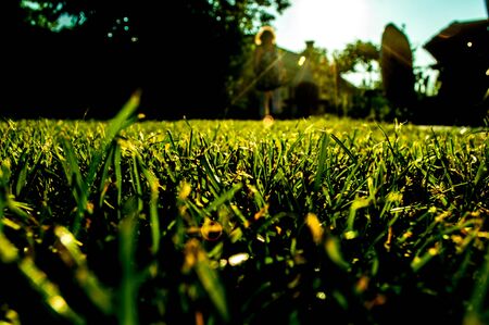 grass in the garden close upの写真素材