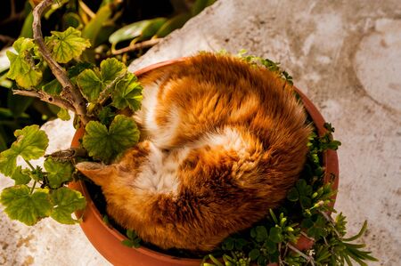 cat sleeping in a potの写真素材
