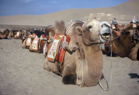 Camels waiting for passengers,Dunhuang,Gansu,Chinaの写真素材
