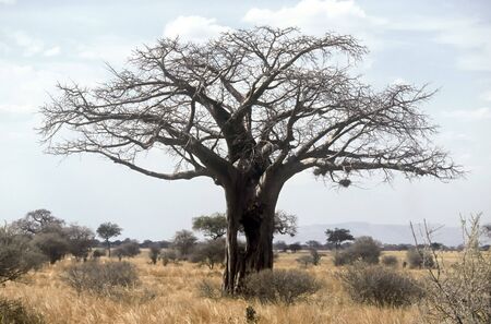 Lonely Baobab in the Tarangire National Park, Tanzaniaの写真素材