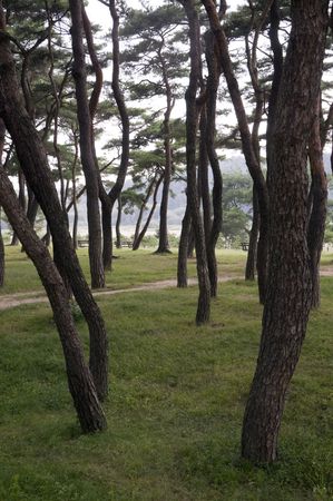 Fir Forest at the hahoe folk village in south Koreaの写真素材