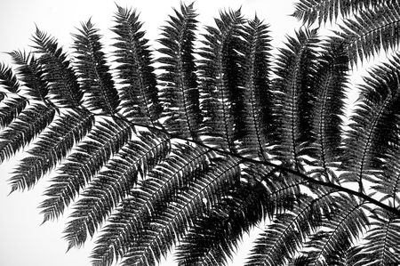 Detail of a Fern in black and whiteの写真素材