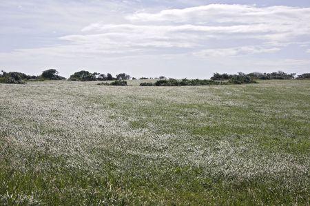 Grass plain in the Kenting national park, Taiwan