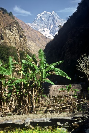 Banana plant in the Himalaya, Nepalの写真素材