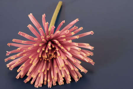 A single pink fower with a green stem and muted colorsの写真素材