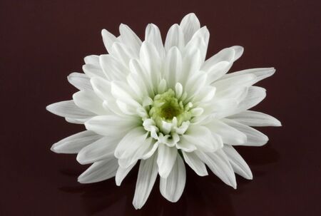 A white bloom against a magenta backgroundの写真素材