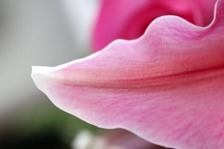 A macro shot of a pink pedal with beautiful textureの写真素材