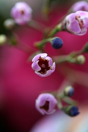 A macro of beautiful small buds with vibrant huesの写真素材