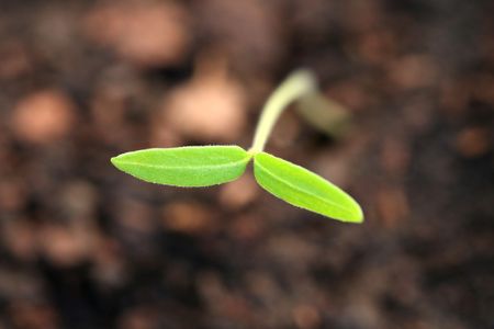 plant, green, seed, grow, small, new, spring, fertile, 