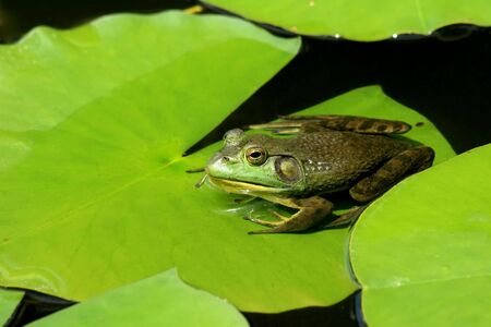 A bright green frong sitting on a lily padの写真素材