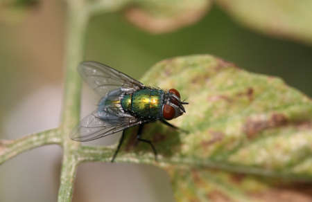A macro shot of a fly on a leafの写真素材