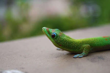 Gecko in Hawaiiの写真素材