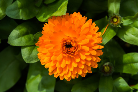 Orange flower on nature background.