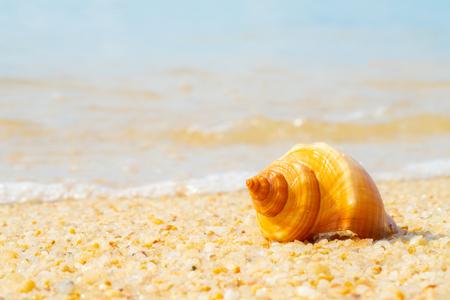 Sea Shell on sands. summer time background.の写真素材