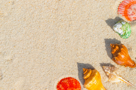 Sea Shell on sands. summer time background.