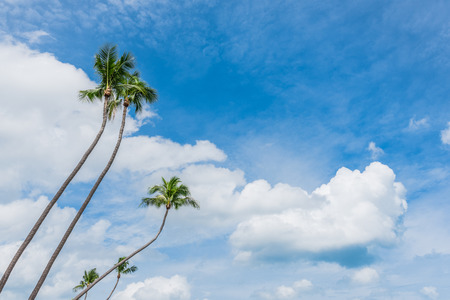 coconut trees & beautiful blue skyの写真素材