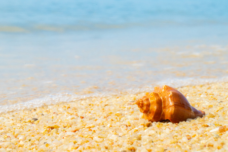 Sea Shell on sands. summer time background.の写真素材