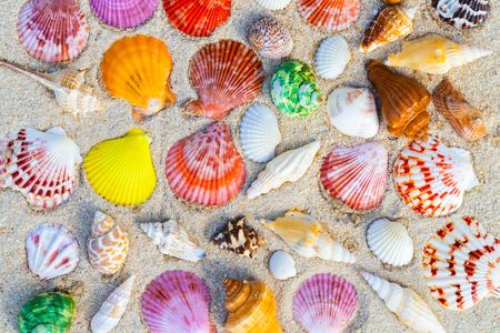 Sea Shell on sands. summer time background.の写真素材