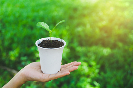 World Environment Day concept. Hand holding plant in pot.の写真素材